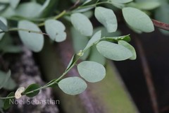 Phyllanthus leschenaultii